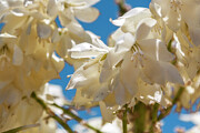 Joshua white flowers in bloom Photograph by Tatiana Travelways