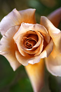 Julias Rose Coffee Photograph by Joy Watson