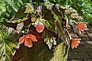 July Garden Visit Orange Begonia Photograph by Janis Senungetuk July Garden Visit Orange Begonia Photograph by Janis Senungetuk