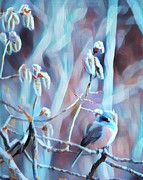 Junco in Catkins Photograph by Dorrene BrownButterfield
