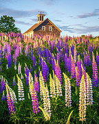 June Lupines Photograph by Benjamin Williamson