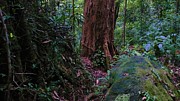 Jungle Landscape Brunei Photograph by Robert Bociaga