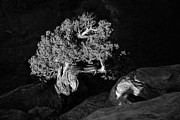 Juniper Highlight at Dead Horse Point State Park Photograph by Lon Dittrick