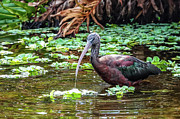Just a Sip Photograph by Kathi Isserman Just a Sip Photograph by Kathi Isserman