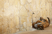 Just Chillin' Photograph by Melissa Southern