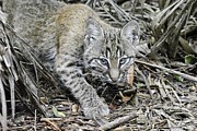 Juvenile bobcat on the prowl Photograph by David McKinney Juvenile bobcat on the prowl Photograph by David McKinney