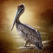 Juvenile Brown Pelican Digital Art by Linda Lee Hall Juvenile Brown Pelican Digital Art by Linda Lee Hall