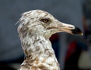 Juvenile Herring Gull on Island Beach State Park, NJ Photograph by Linda Stern Juvenile Herring Gull on Island Beach State Park, NJ Photograph by Linda Stern