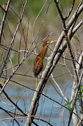 Juvenile Least Bittern Digital Art by Jerry Dalrymple