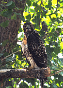 Juvenile Red Tailed Hawk Photograph by Vallee Johnson