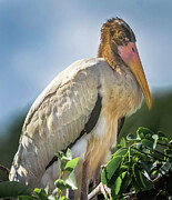 Juvenile Wood Stork  Photograph by Rebecca Herranen
