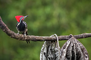 Lineated Woodpecker Lodge Manizales Caldas Colombia Photograph by Adam Rainoff