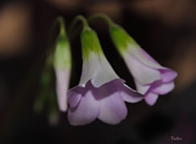 Shamrock Flowers Photograph by Vallee Johnson