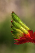 Kangaroo Paw - Anigozanthos manglesii 3 Photograph by Elaine Teague Kangaroo Paw - Anigozanthos manglesii 3 Photograph by Elaine Teague