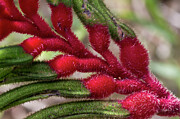 Kangaroo Paw - Anigozanthos manglesii 7 Photograph by Elaine Teague Kangaroo Paw - Anigozanthos manglesii 7 Photograph by Elaine Teague