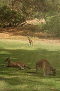 Kangaroos Photograph by Elaine Teague Kangaroos Photograph by Elaine Teague