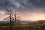 Karadjordjevic dynasty vineyards on the Oplenac hill in Serbia Photograph by Dejan Travica