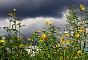 Keep Reaching for the Sun Amid the Dark Clouds Photograph by Mary Walchuck