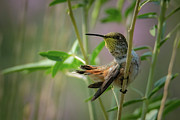 Keeping a Watchful Eye Photograph by Cory Milligan