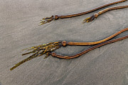 Kelp Photograph by Jon Exley