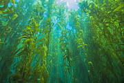 kelpforest2Aug18-17 Photograph by Douglas Klug