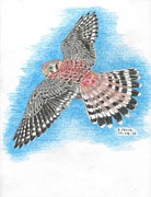 Kestrel Drawing by Kenneth Stock