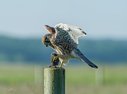 Kestrels landing with the prey on the roundpole Photograph by Torbjorn Swenelius Kestrels landing with the prey on the roundpole Photograph by Torbjorn Swenelius