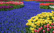 Keukenhof Gardens Tulips and Hyacinth River Photograph by Jim Miller
