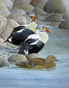 King Eiders  Painting by Barry Kent MacKay