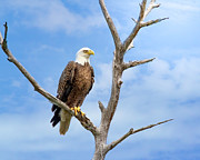 Kingdom of the Eagle Photograph by Mark Andrew Thomas