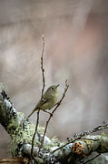 Kinglet Doing Kinglet Photograph by Douglas Fraser Smith Kinglet Doing Kinglet Photograph by Douglas Fraser Smith