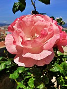 Kiss From a Rose Photograph by Andrea Whitaker Kiss From a Rose Photograph by Andrea Whitaker