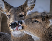 Kiss Photograph by James Overesch