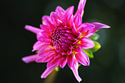 kiss The Sun Dahlia Photograph by Joy Watson