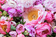 Kissed by Spring Photograph by Marilyn Cornwell Kissed by Spring Photograph by Marilyn Cornwell