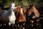 Kissing Horses Photograph by Kelly Markus