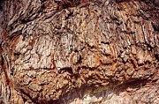 Knot Not Natural Photograph by Jay Heifetz
