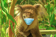 Koala With Surgical Mask Photograph by Benny Marty Koala With Surgical Mask Photograph by Benny Marty