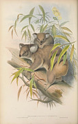Koalas, Phascolarctos cinereus Drawing by John Gould Koalas, Phascolarctos cinereus Drawing by John Gould
