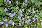 La Plata Daisies Photograph by Doug Miller