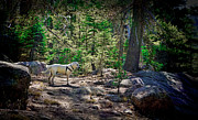 Lab in a forest Photograph by Waterdancer Lab in a forest Photograph by Waterdancer