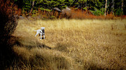 Lab in the grass Photograph by Waterdancer Lab in the grass Photograph by Waterdancer