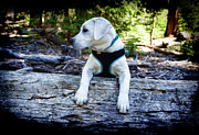 Lab on a log Digital Art by Waterdancer Lab on a log Digital Art by Waterdancer