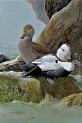 Labrador Ducks Painting by Barry Kent MacKay Labrador Ducks Painting by Barry Kent MacKay