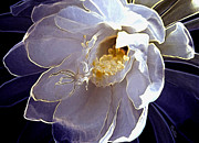 Lacy Cereus Digital Art by Vallee Johnson Lacy Cereus Digital Art by Vallee Johnson