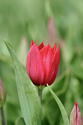 Lady In Red Photograph by Lens Art Photography By Larry Trager