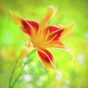 Lady Neva Daylily Dancing in the Summer Sunshine Photograph by Anita Pollak Lady Neva Daylily Dancing in the Summer Sunshine Photograph by Anita Pollak