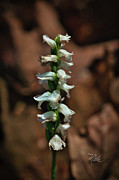 Lady Truss Orchid Photograph by Meta Gatschenberger