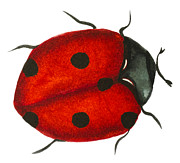 Ladybug for Good Luck Photograph by Iris Richardson