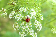 Ladybug on lacy white wildflower Photograph by Bentley Davis Ladybug on lacy white wildflower Photograph by Bentley Davis